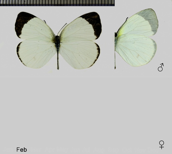 Eurema albula (Cramer, 1775).jpg