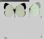 Eurema albula (Cramer, 1775)