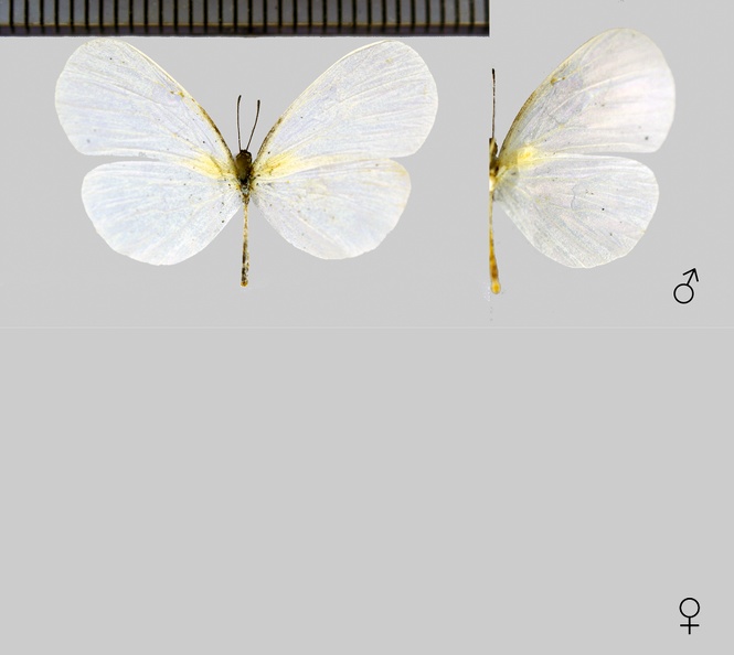Leucidia-brephos-(Hübner,-1809).jpg
