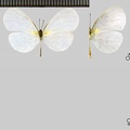 Leucidia brephos (Hübner, 1809)