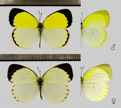 Pyrisitia venusta (Boisduval, 1836)