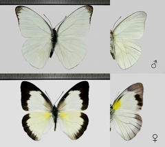 Glutophrissa drusilla (Cramer, 1777)