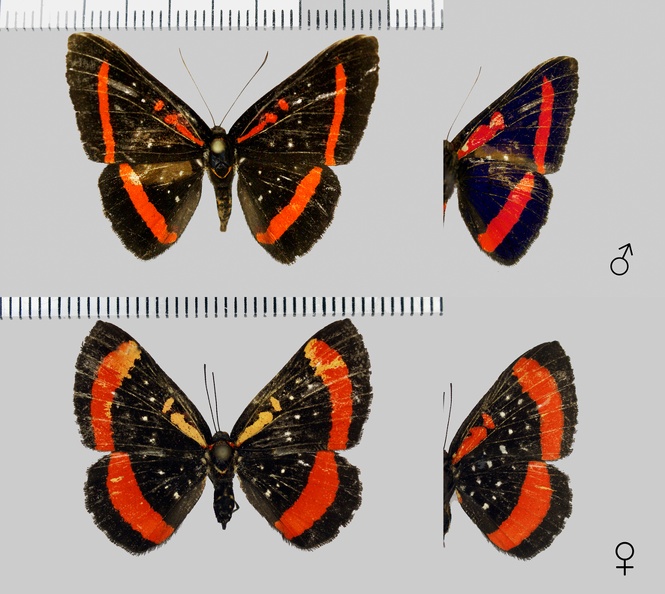 Amarynthis meneria (Cramer, 1776).jpg