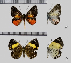 Calospila emylius emylius (Cramer, 1775)