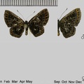 Detritivora cleonus (Stoll, 1781)