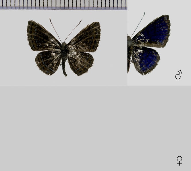 Detritivora smalli (J.Hall & Harvey, 2001).jpg