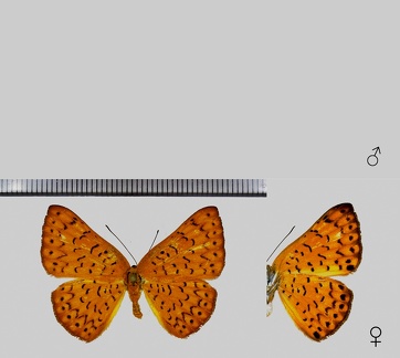 Emesis fatimella Westwood, 1851