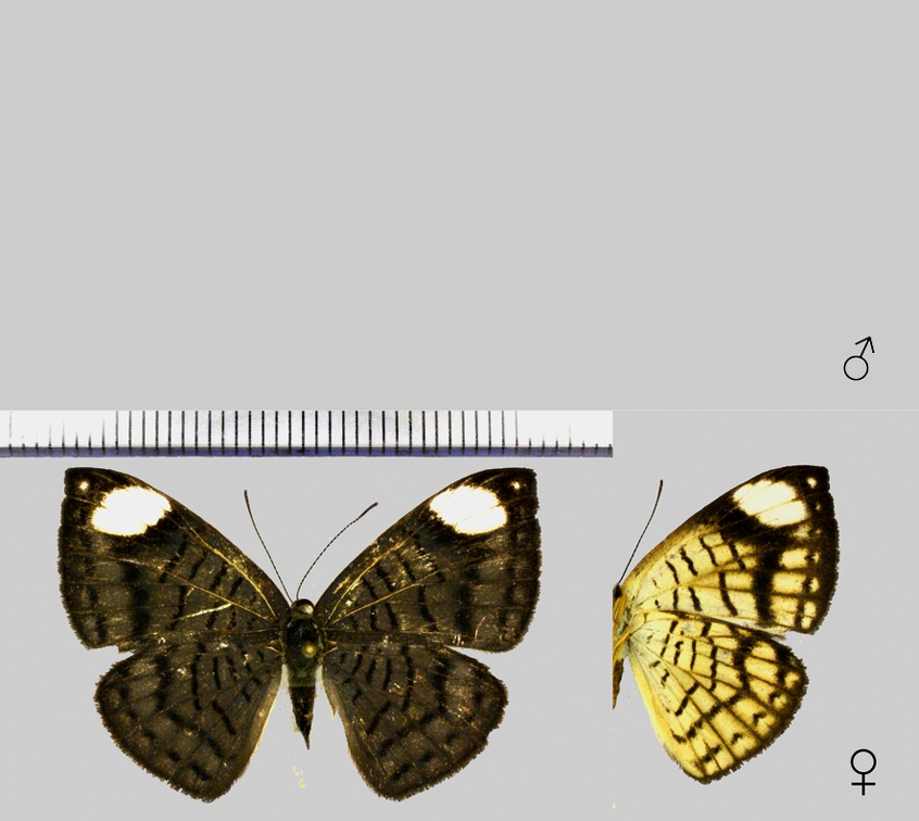 Emesis lucinda lucinda (Cramer, 1775)