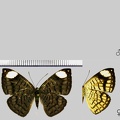 Emesis lucinda lucinda (Cramer, 1775)