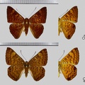 Emesis mandana (Cramer, 1780)