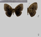 Eunogyra curupira H.W. Bates, 1868