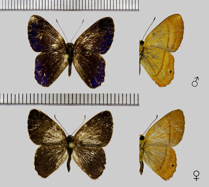 Euselasia bilineata Lathy, 1926