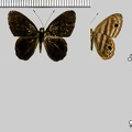 Euselasia euryone (Hewitson, 1856)