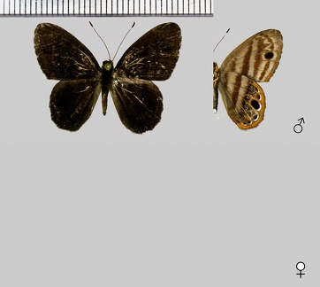 Euselasia euryone (Hewitson, 1856)