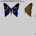 Euselasia lisias (Cramer, 1777).jpg