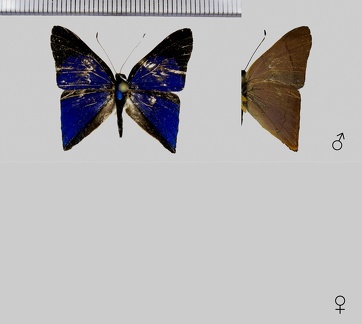 Euselasia lisias (Cramer, 1777)