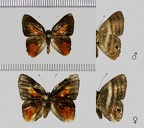 Euselasia melaphaea melaphaea (Hübner, 1823)