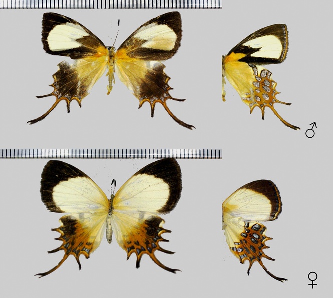 Helicopis cupido (Linnaeus, 1758)