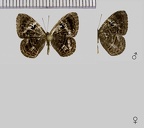 Mesosemia ibycus Hewitson, 1859