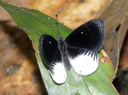 Mesosemia metope ungulata Stichel, 1915