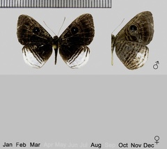 Mesosemia nyctea nyctea (Hoffmannsegg, 1818)