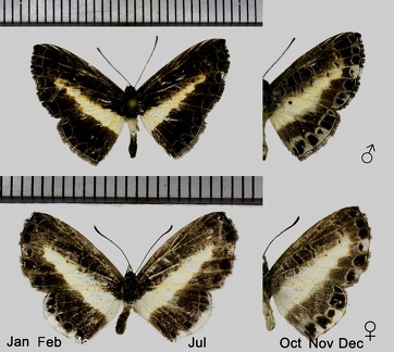 Nymphidium baeotia Hewitson, 1853