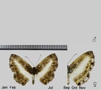 Nymphidium derufata Callaghan, 1985