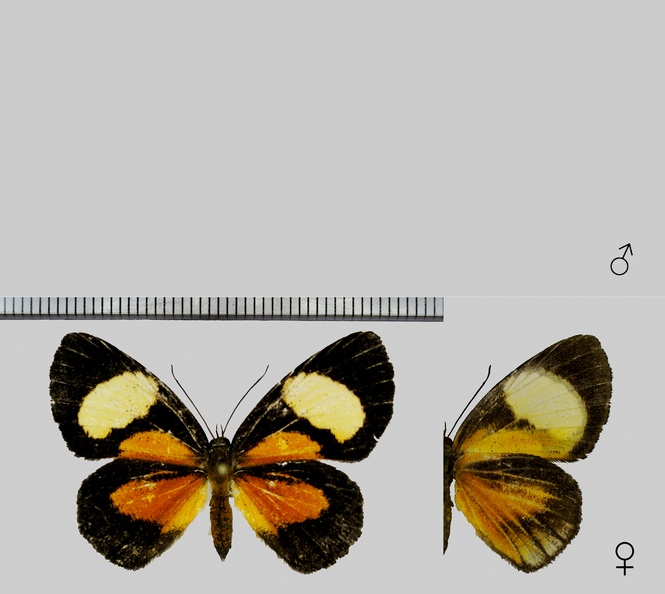 Setabis-epitus-epitus-(Cramer,-1780).jpg