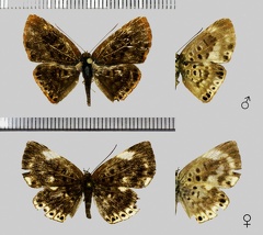 Synargis abaris (Cramer, 1776)