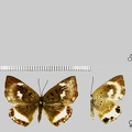 Synargis tytia (Cramer, 1777)