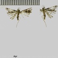 Alucita hexadactyla (Linnaeus, 1758)