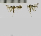 Alucita hexadactyla (Linnaeus, 1758)