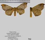 1-Apatelodidae de Guyane à identifier ou en cours de description