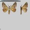 Apatelodes anna (Schaus, 1905)