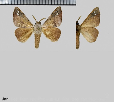 Apatelodes anna (Schaus, 1905)