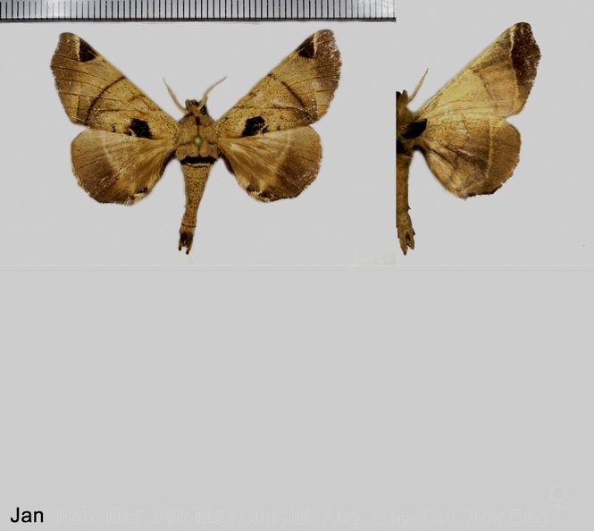 Apatelodes-pandarioides-Schaus,-1905.jpg