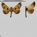 Apatelodes pandarioides Schaus, 1905