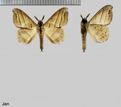 Drepatelodes trilineata (Dognin, 1912)