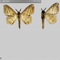 Drepatelodes trilineata (Dognin, 1912)