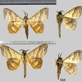 Drepatelodes umbrilinea (Schaus, 1905)