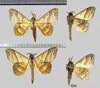 Drepatelodes umbrilinea (Schaus, 1905)