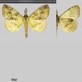 Ephoria lybia nubilosa (Dognin, 1924)