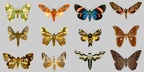 Hétérocères - Papillons de nuit (Moths)