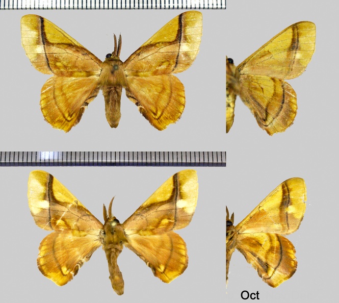 Epia-muscosa-(Butler,-1878)-Variations.jpg