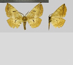 Phiditia scriptigera (Dognin, 1916)