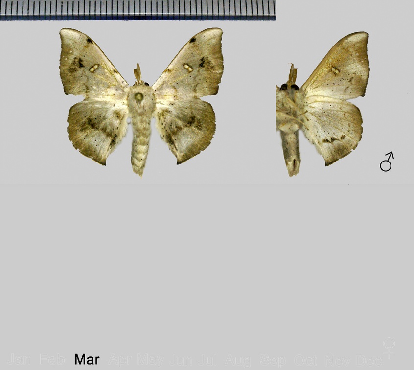 Eadmuna guianensis Saint Laurent & Dombroskie, 2015