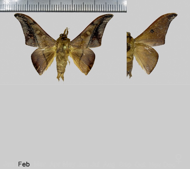 Thaelia anysia Schaus, 1928-Variations.jpg