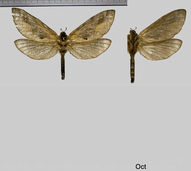 Druceiella amazonensis Viette, 1950