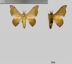 Lacosoma oyapoca Schaus, 1928