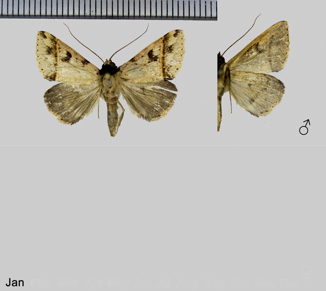 Deinopa delinquens (Walker, 1858)